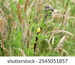 Thistle with yellow grove snail - On a thistle, a small yellow grove snail stands out against the green leaves, showcasing vibrant colors and intricate details of nature.