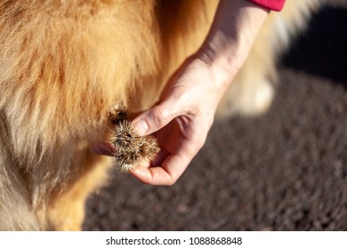 Thistles Are Hanging On A Dog Fur