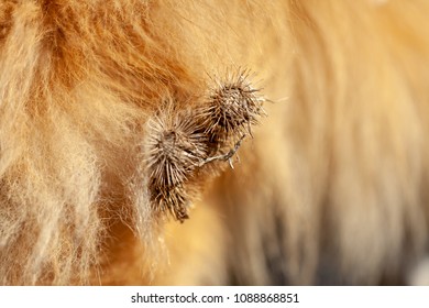 
Thistles Are Hanging On A Dog Fur