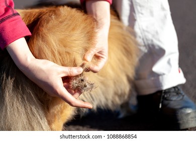 Thistles Are Hanging On A Dog Fur