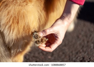 Thistles Are Hanging On A Dog Fur