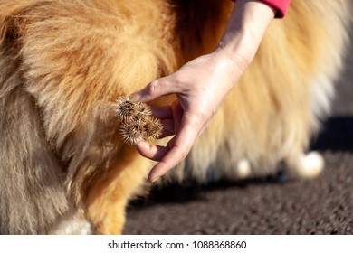 Thistles Are Hanging On A Dog Fur