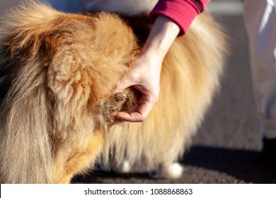 Thistles Are Hanging On A Dog Fur