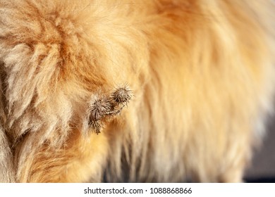 Thistles Are Hanging On A Dog Fur