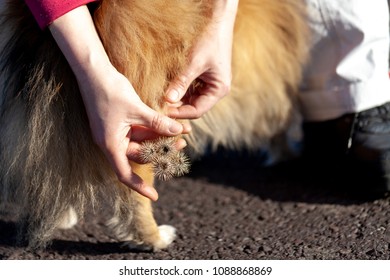 Thistles Are Hanging On A Dog Fur