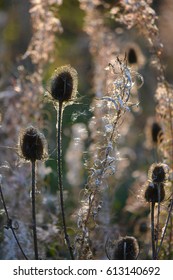 Thistles in sunlight