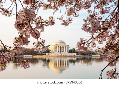 Thomas Jefferson Memorial In Washington D.C., USA. Image Framed With Pink Cherry Blossom Trees