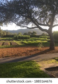 Thomas Keller Garden Yountville Napa Valley