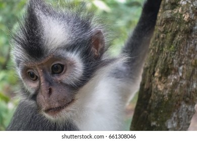 Thomas Leafmonkey