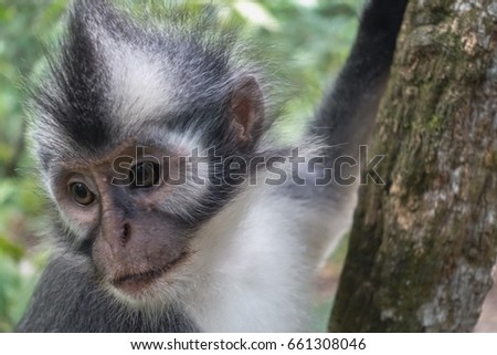 Thomas Leafmonkey