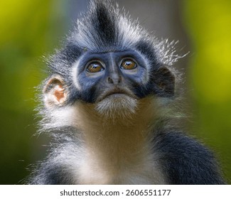 Thomas's Langur - Thomas Leaf Monkey - Bukit Lawang 