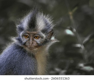 Thomas's Langur - Thomas Leaf Monkey - Bukit Lawang 