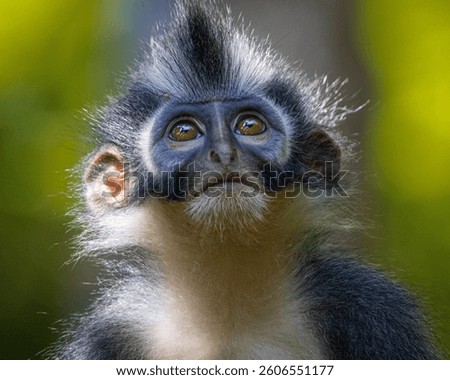 Thomas's Langur - Thomas Leaf Monkey - Bukit Lawang 