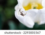 Thomisidae on flower. Thomisidae spider (Golden crab spider) on white tulip flower, selective focus, shallow depth of field