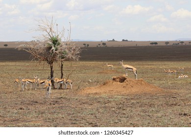 Thomson Gazelle, Serengeti, Tanzania 