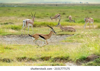 Thomson gazelles in their habitat
