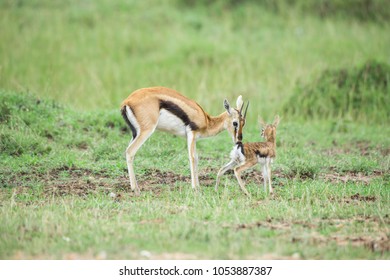 Thomson's Gazelle With Calf