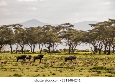 Thomson's Gazelle (Eudorcas thomsonii) and Wildebeest at Crescent Island Game Sanctuary on Naivasha lake, Kenya - Shutterstock ID 2311484241