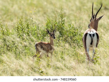 Thomson's Gazelle With A Fawn