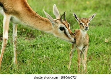Thomson's Gazelle and foal in the Ngorongoro Crater