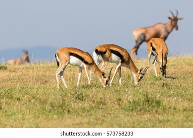 Thomson's gazelle grazing on the savannah