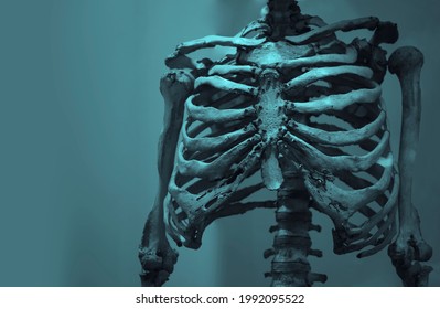 Thoracic spine, chest and ribs of bone with arms and shoulders isolated on a white background