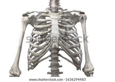Thoracic spine, chest and ribs of bone with arms and shoulders isolated on a white background