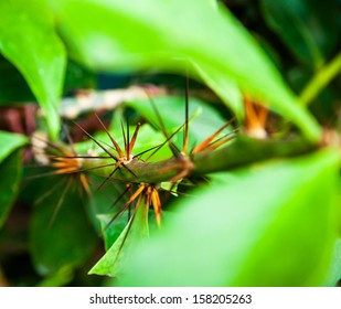 Thorn