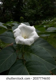 A Thorn Apple Flower In The Beal Botanical Gardens At Michigan State University.