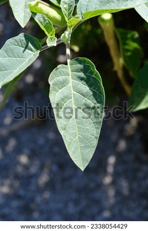 Thorn apple Inka leaves - Latin name - Datura inoxia Inka