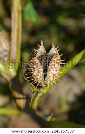 Thorn apple Inka open seed capsule- Latin name - Datura inoxia Inka