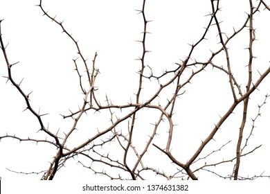 thorn branch on white background