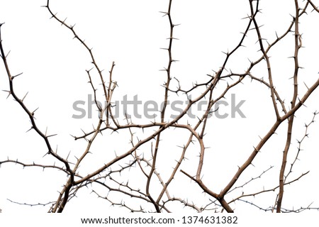 thorn branch on white background