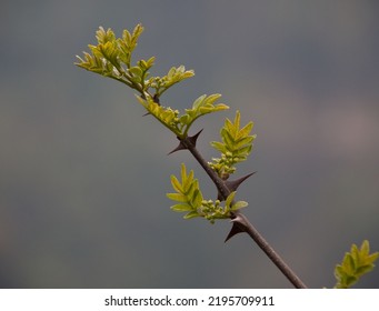 Thorn Bush In A Forest In Bhutan