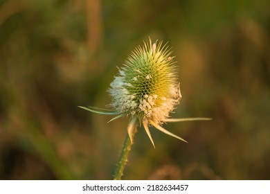 Thorn Camel Thorn Needles Plant