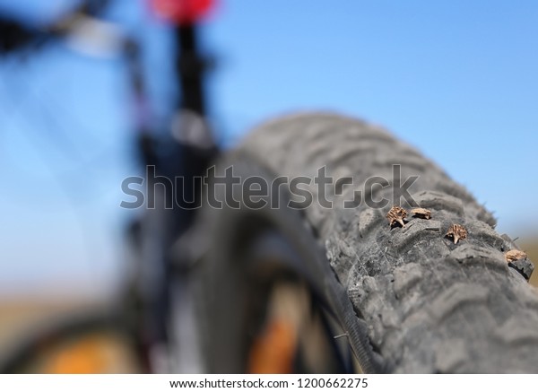 thorn in bike tire