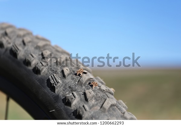 thorn in bike tire