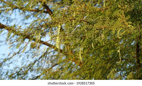 Beans thorn Images, Stock Photos & Vectors | Shutterstock