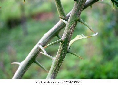 Thorn Tree Very Dangerous Farm Stock Photo 1251493603 | Shutterstock