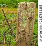 thorn wire in a wooden pole covered with green lichen of a cattle fence