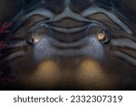 Thornback guitarfish or banjo shark looking direct at the viewer. The menacing look of the underwater predator