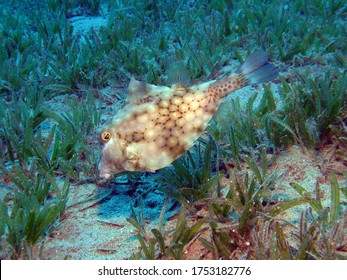 A Thornback Trunkfish Feeding In The Seagrass Meadow