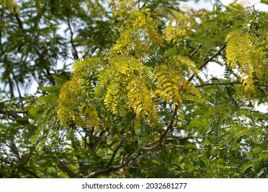 3,758 Honey locust Images, Stock Photos & Vectors | Shutterstock