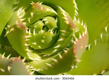 Thorns