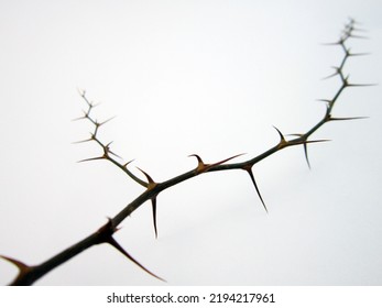          Thorns of brown trees on a white background. A set of thorns on a white background.                      