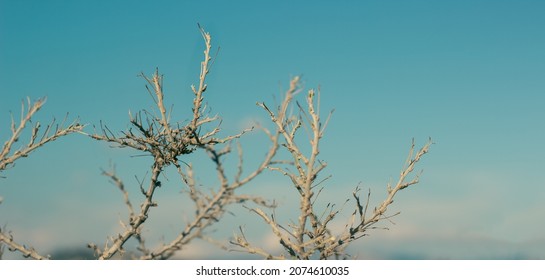 plant with soft thorns