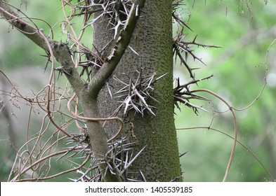 Thorns of honey locust, Gleditsia triacanthos