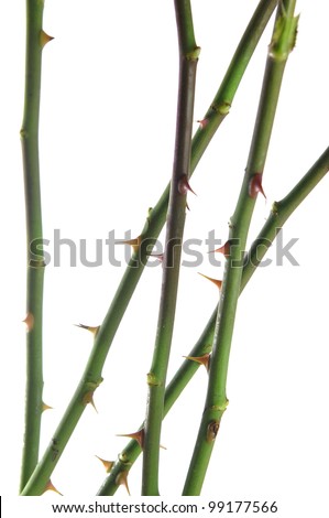 Thorns isolated on white