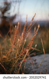 Thorns In The Jerusalem Forest At Golden Hour