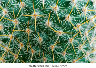 Thorns of macro cactus,Thorns texture background. Thorn cactus, close-up  - Powered by Shutterstock